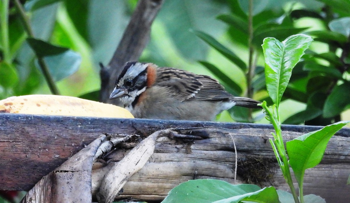 Rufous-collared Sparrow - ML620089230