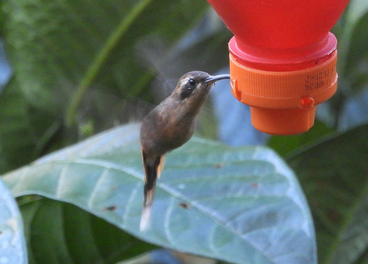 kolibřík šedobradý - ML620089245