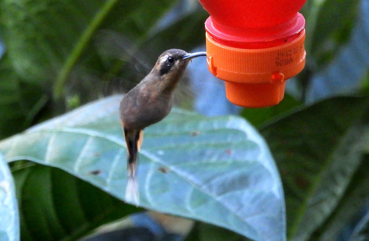 kolibřík šedobradý - ML620089246