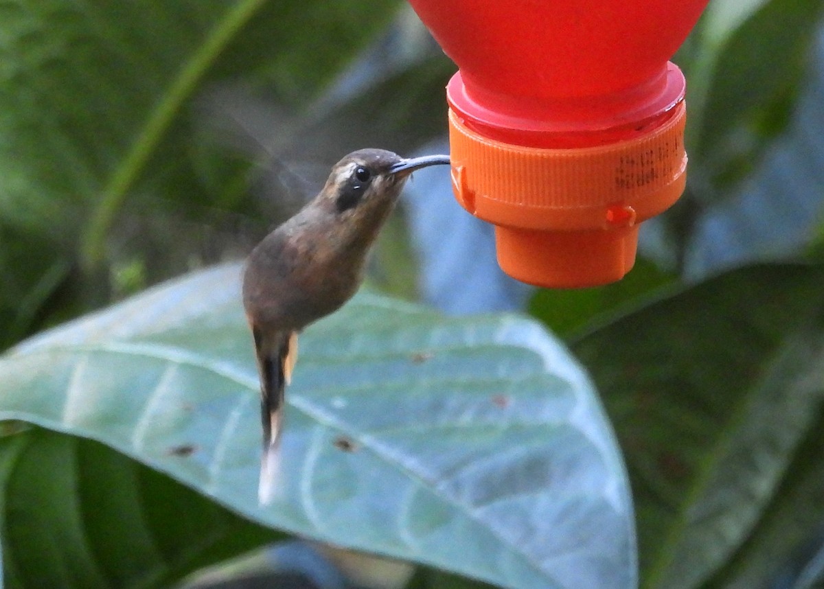 kolibřík šedobradý - ML620089247