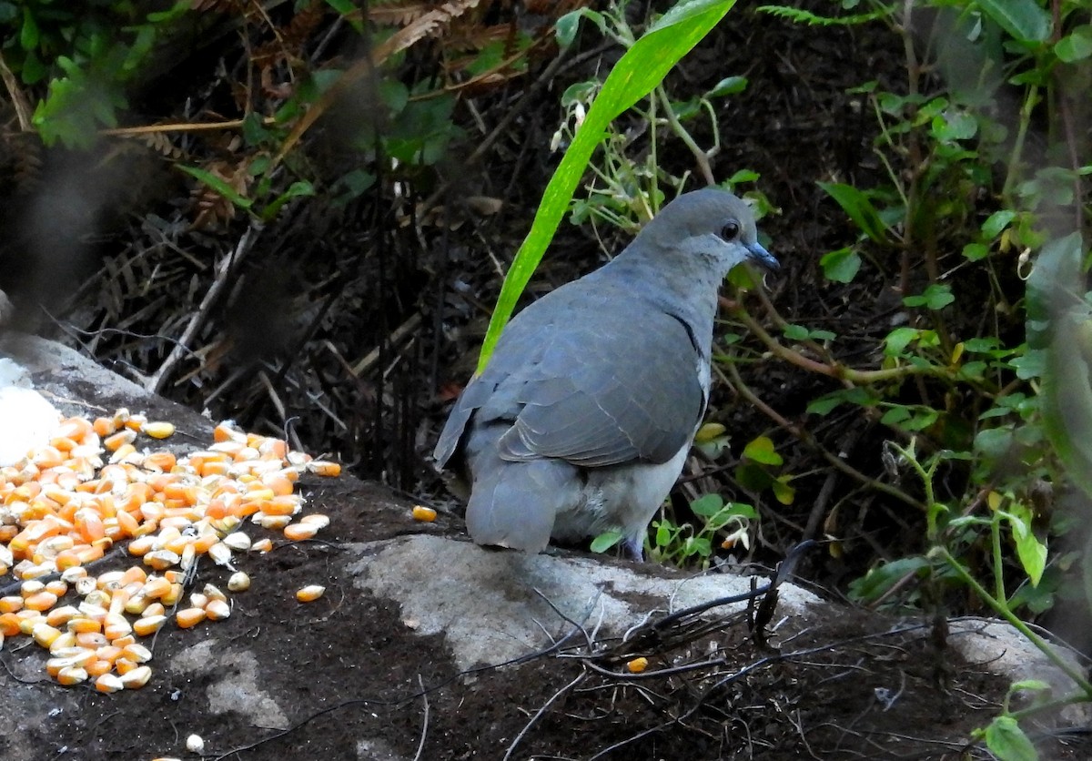 White-tipped Dove - ML620089253