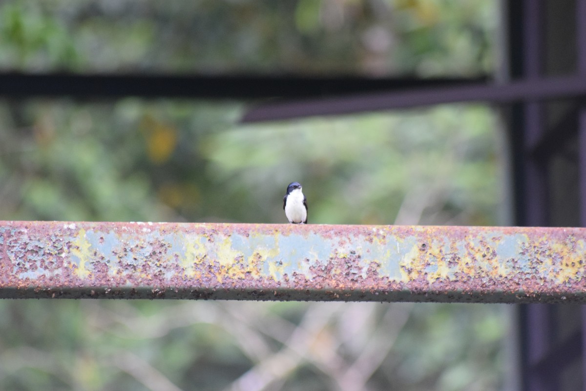 Blue-and-white Swallow - ML620089254