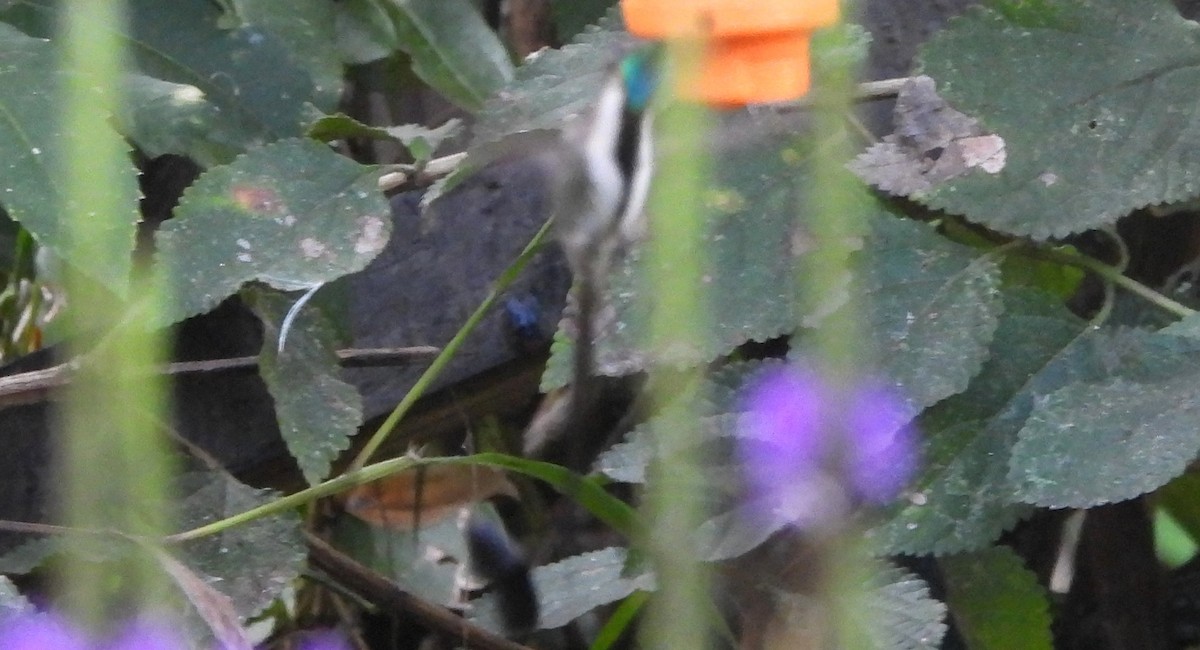 Muhteşem Kolibri - ML620089255