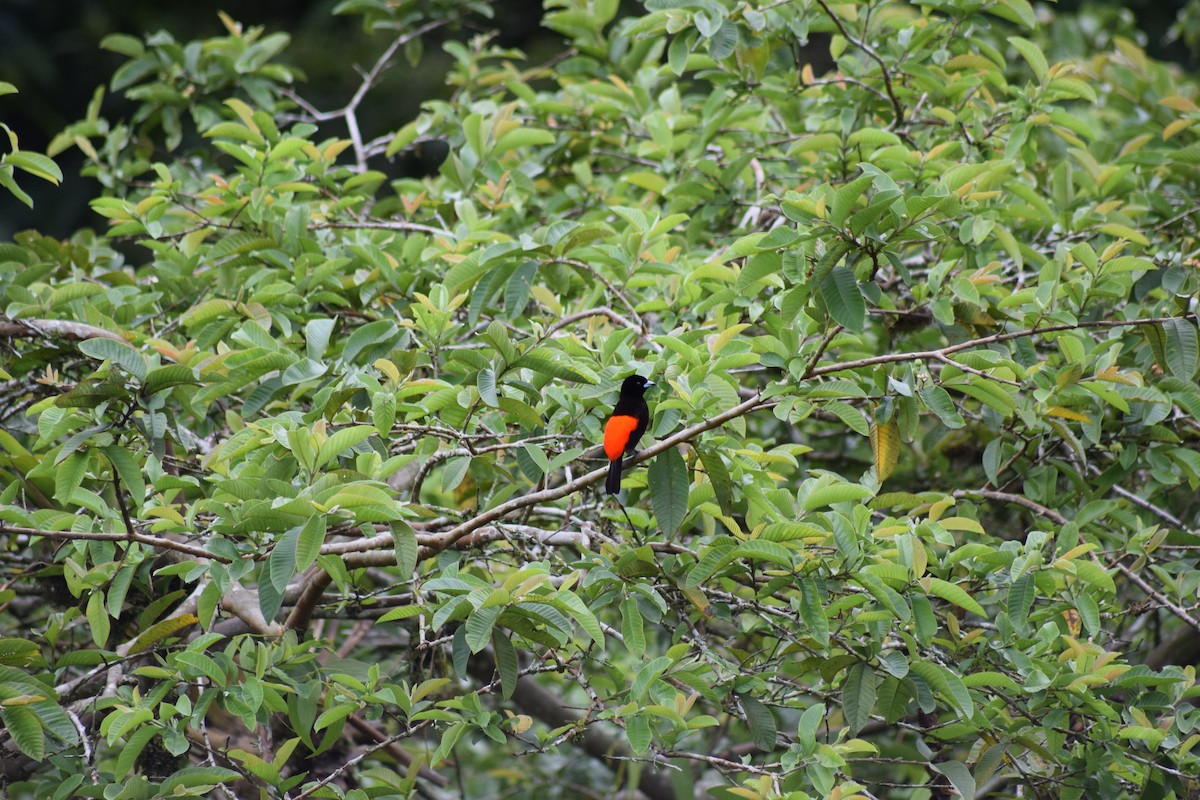 Scarlet-rumped Tanager - ML620089260