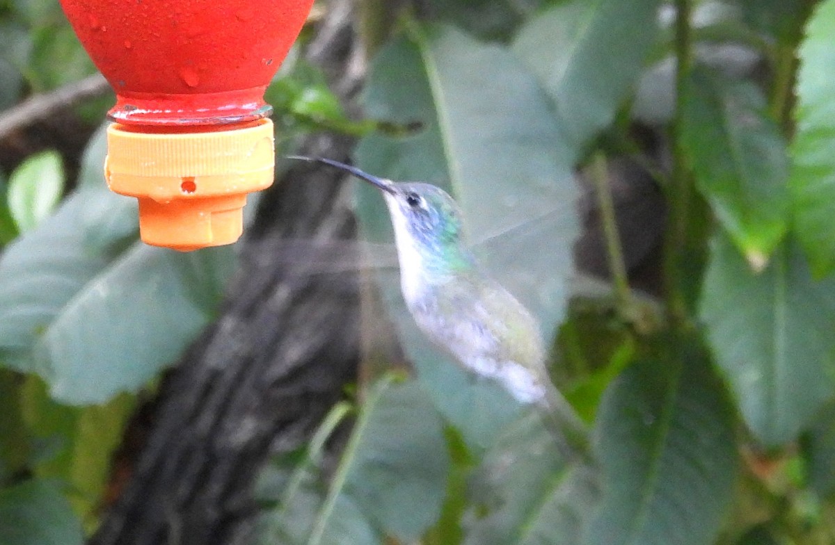 kolibřík andský - ML620089263