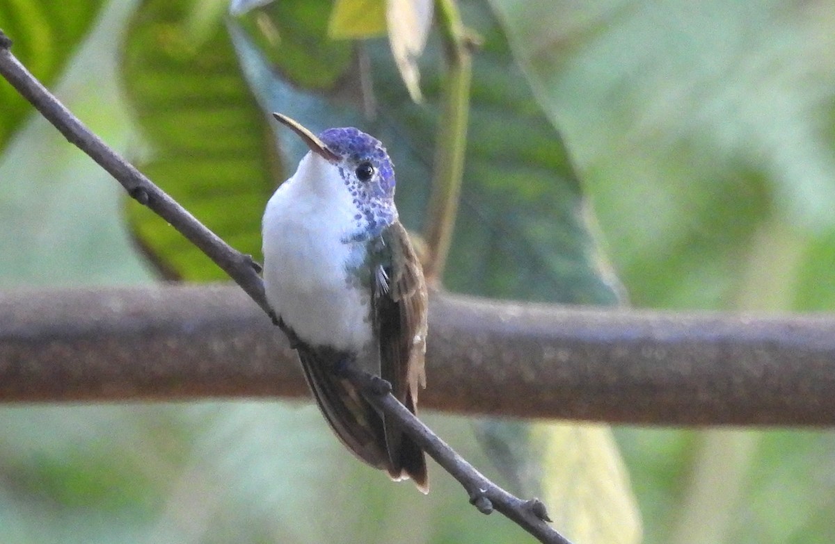 kolibřík andský - ML620089265