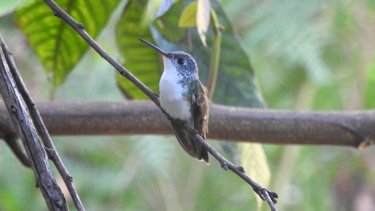 kolibřík andský - ML620089267