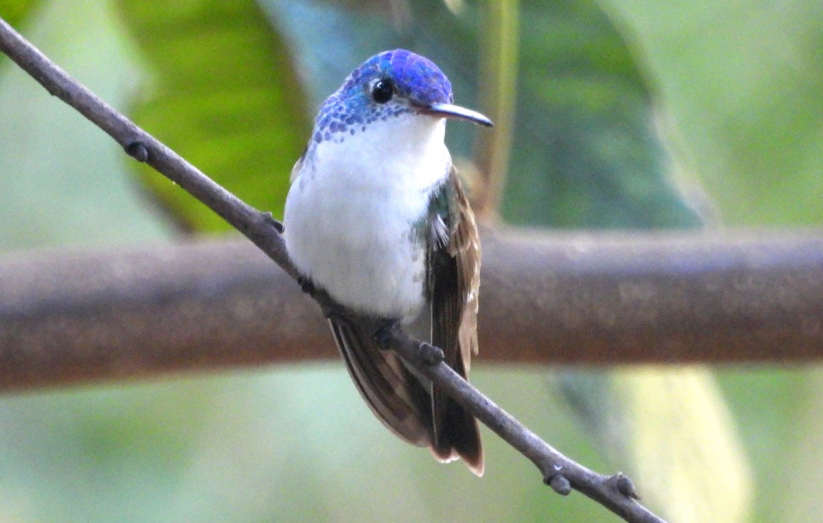 kolibřík andský - ML620089269