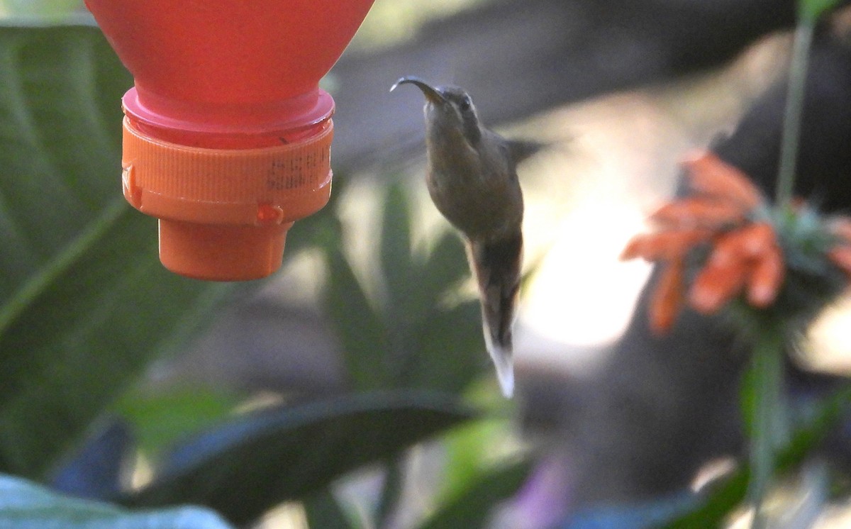 kolibřík šedobradý - ML620089279