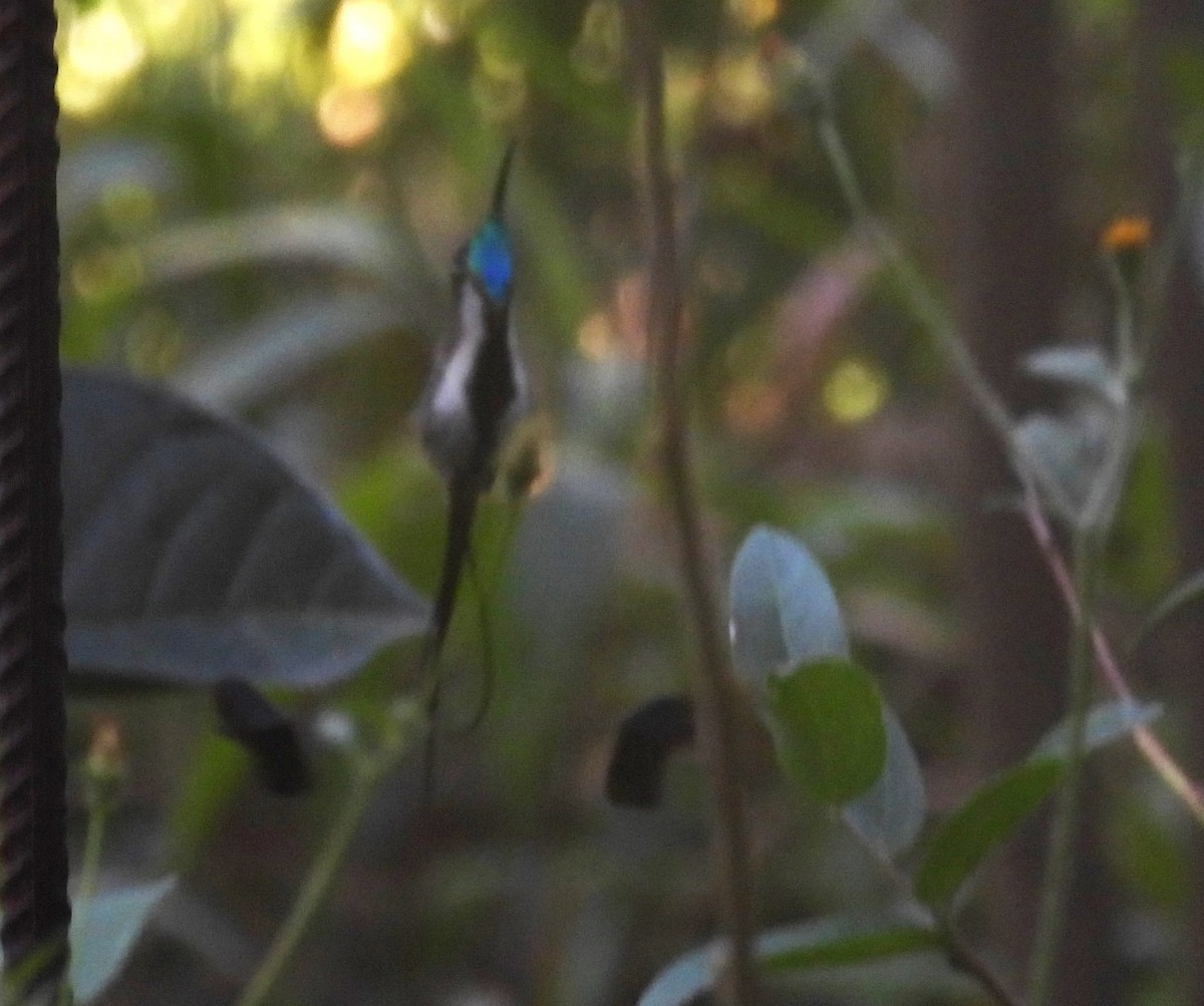 kolibřík podivuhodný - ML620089282