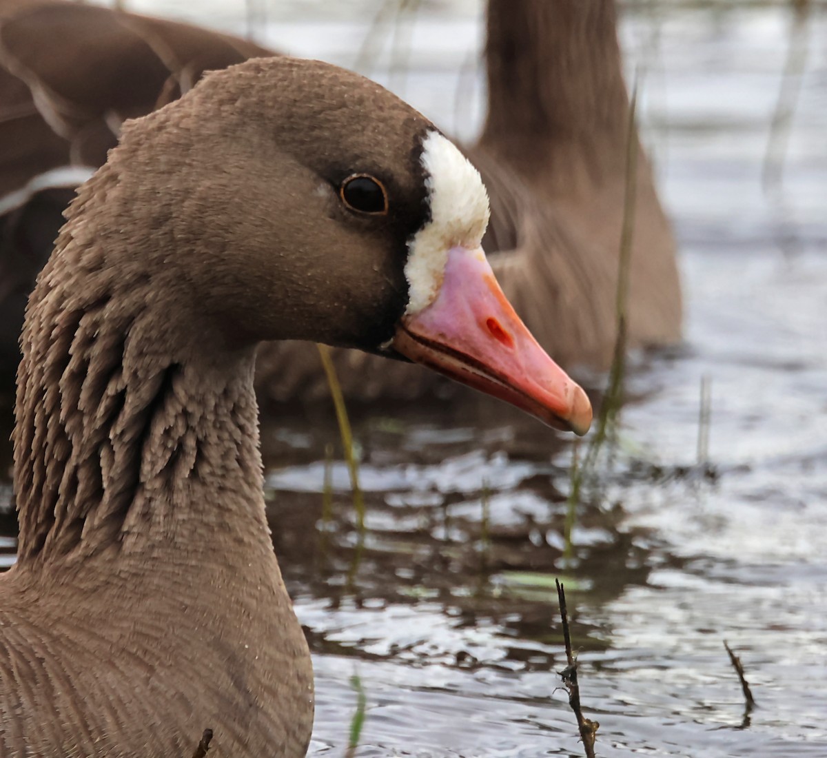 Greater White-fronted Goose - ML620089284