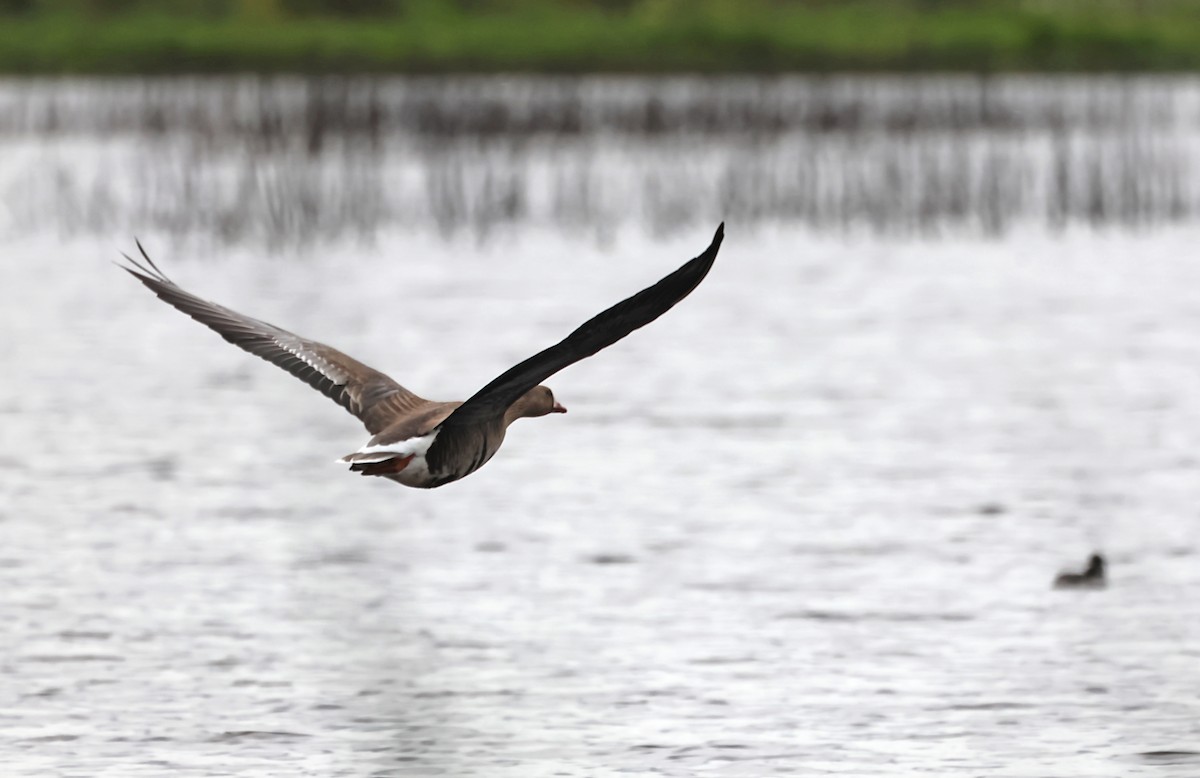 Greater White-fronted Goose - ML620089286