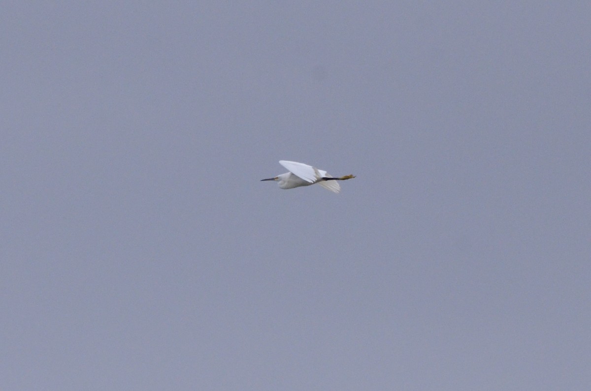 Snowy Egret - ML620089287