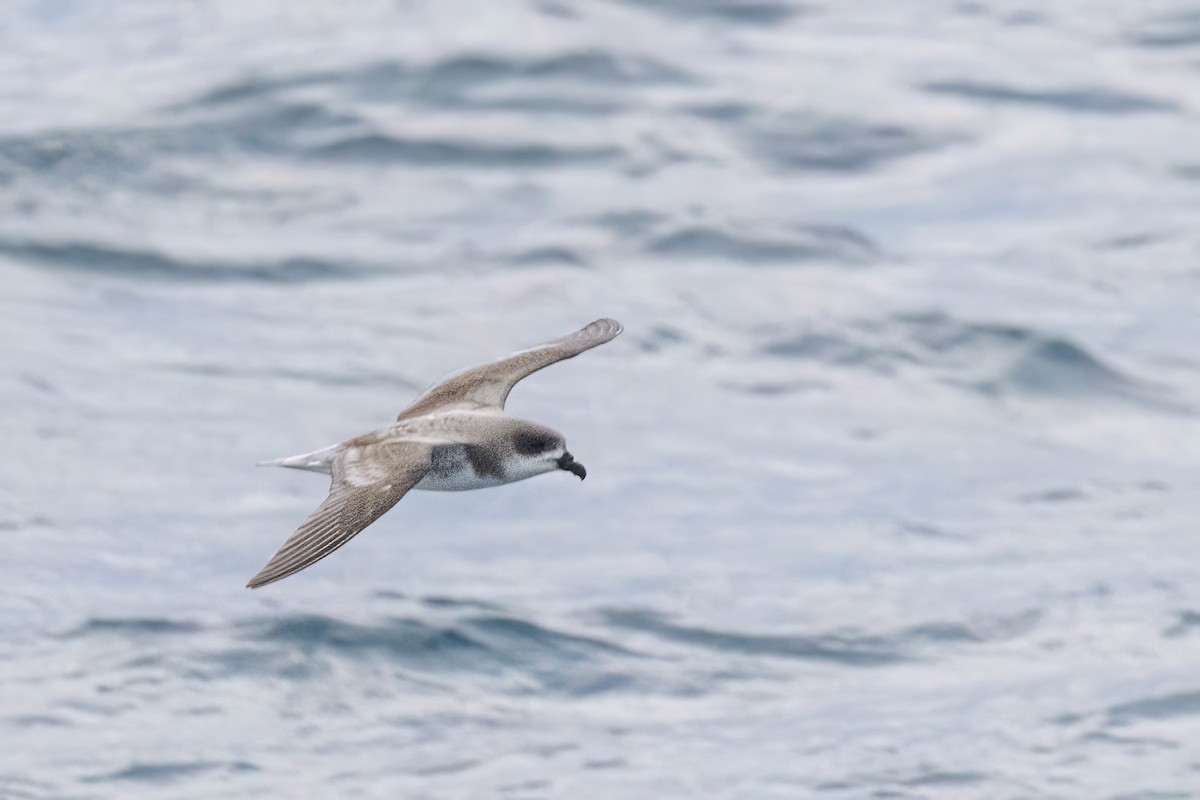 Fea's Petrel - ML620089292