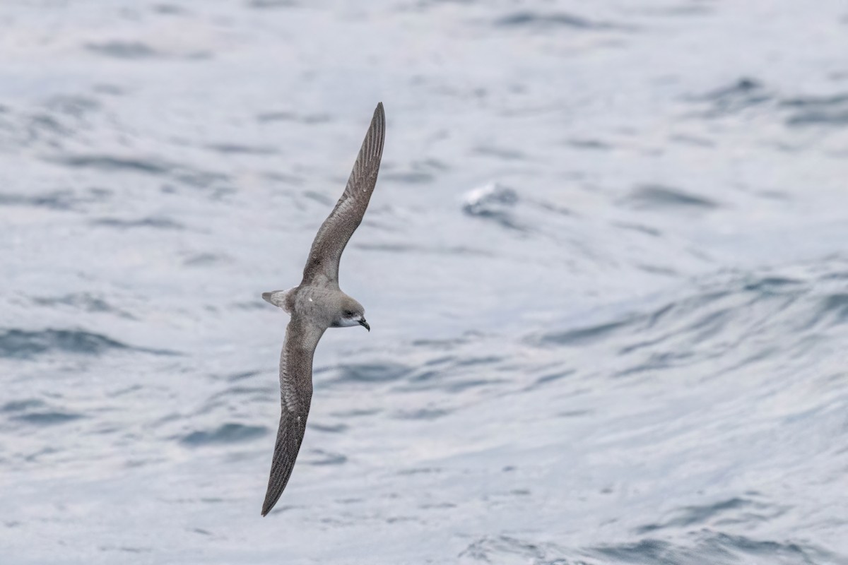 Fea's Petrel - ML620089293