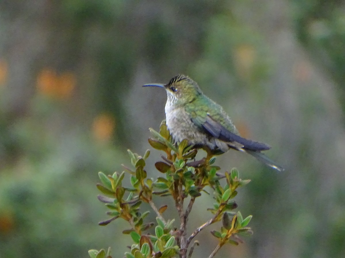 Colibrí de Cabeza Verde - ML620089295