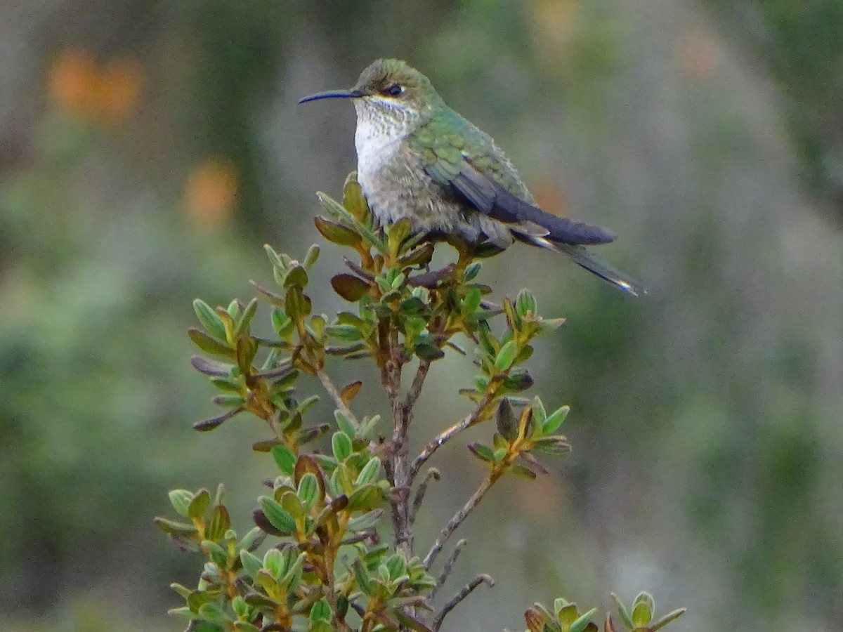 Green-headed Hillstar - ML620089298