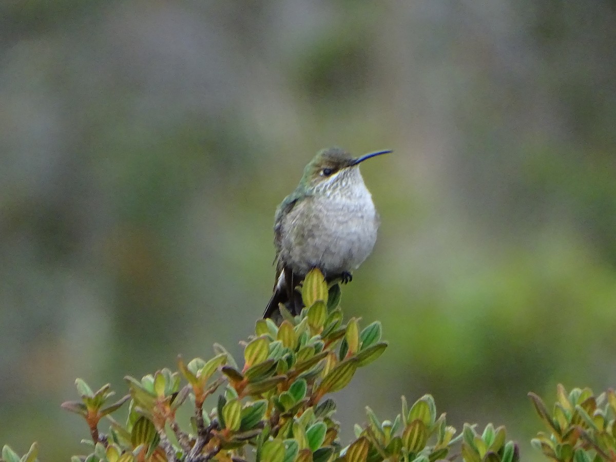 Green-headed Hillstar - ML620089302