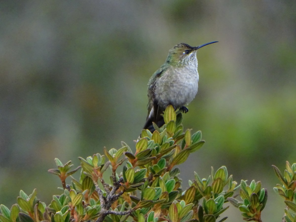 Green-headed Hillstar - ML620089305