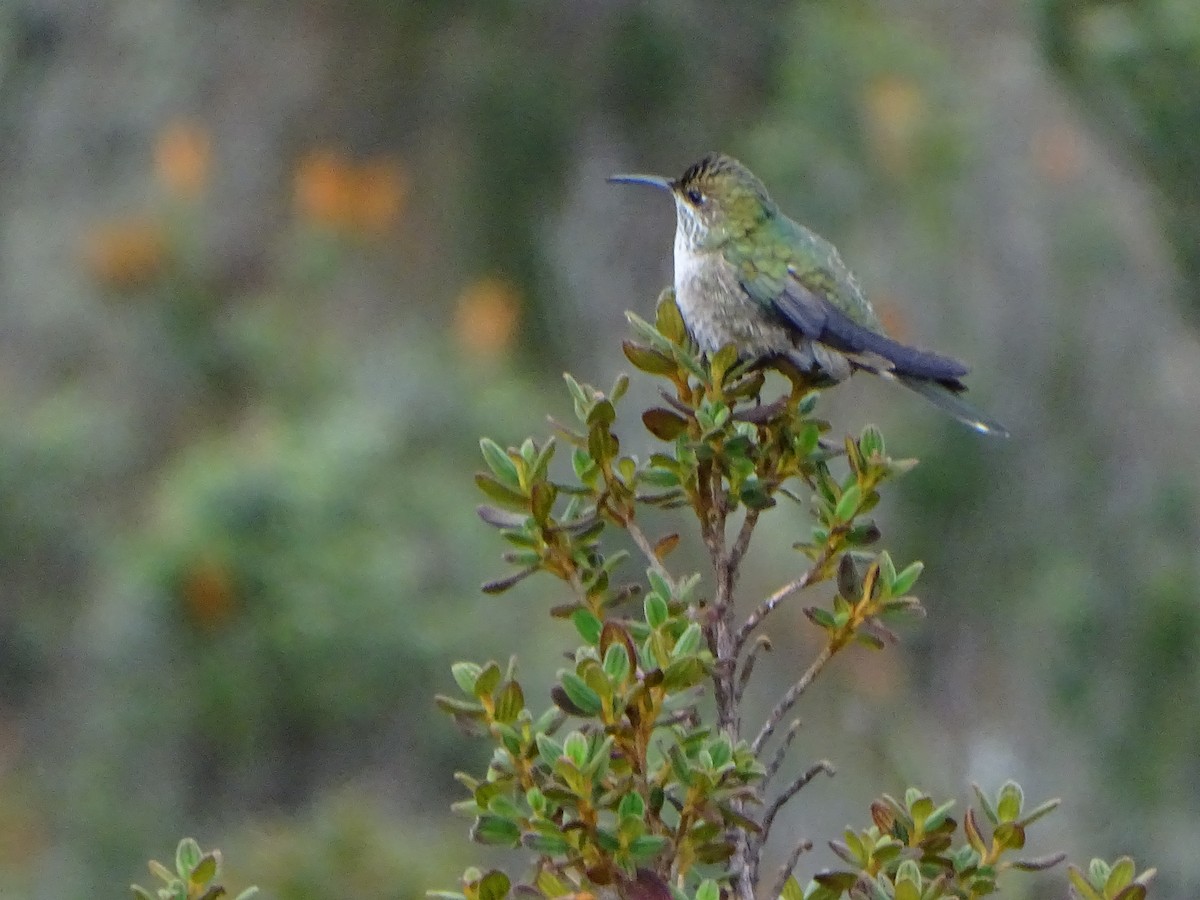 Green-headed Hillstar - ML620089306