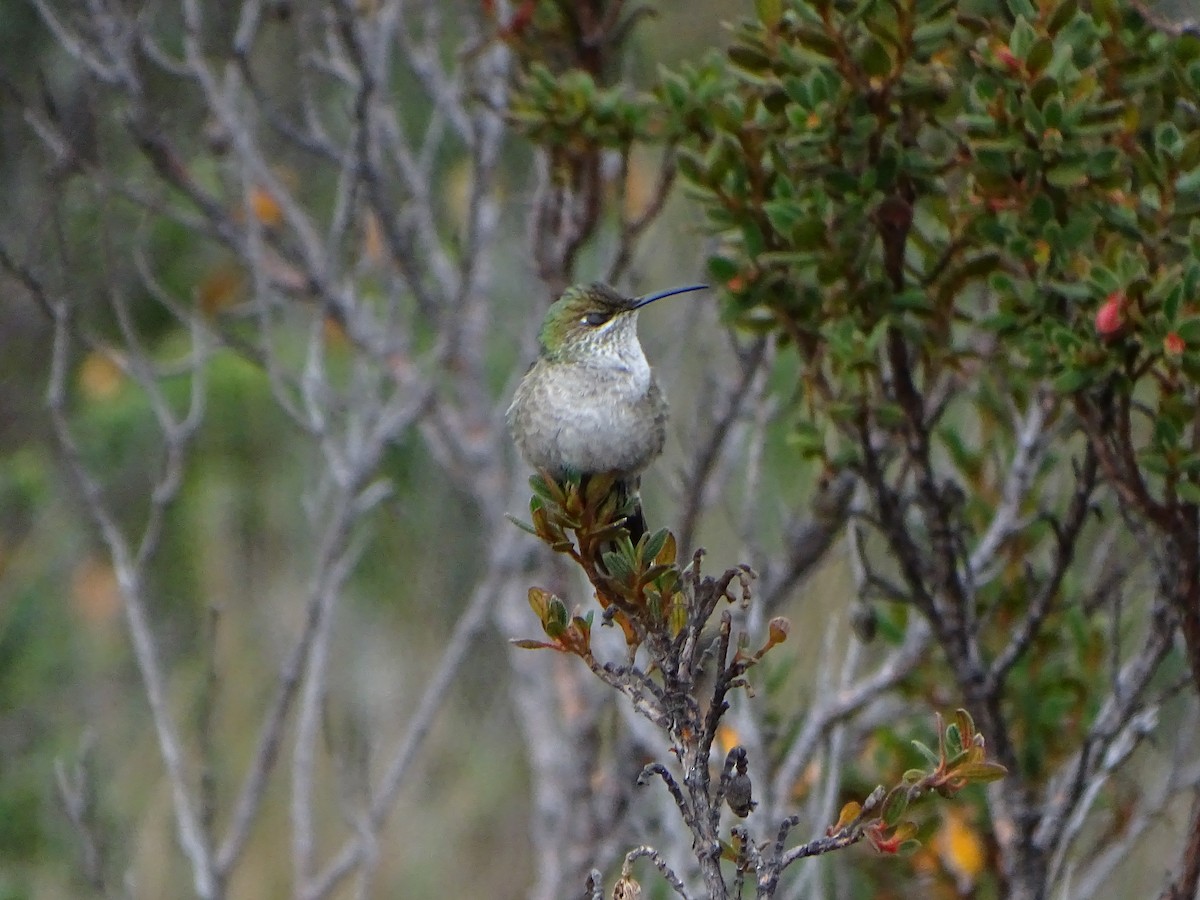 Green-headed Hillstar - ML620089311