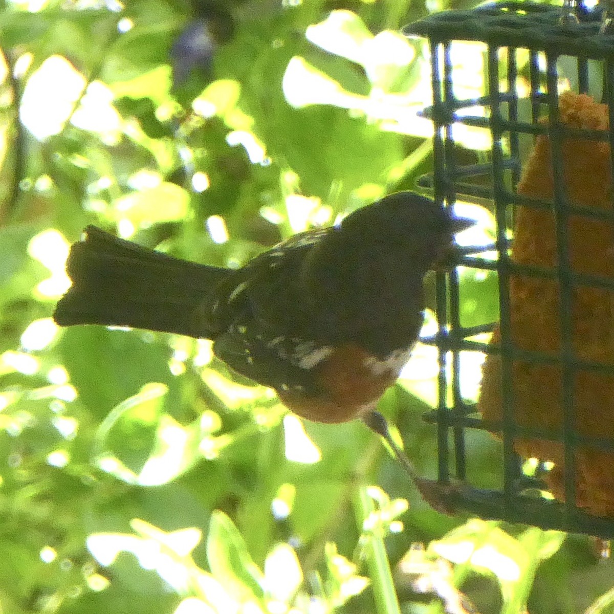 Spotted Towhee - ML620089317