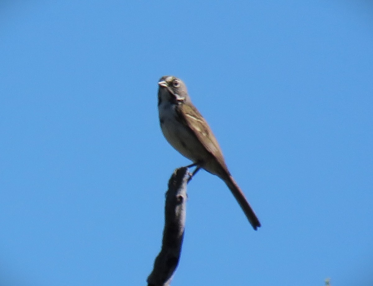 Bell's Sparrow (belli) - ML620089318