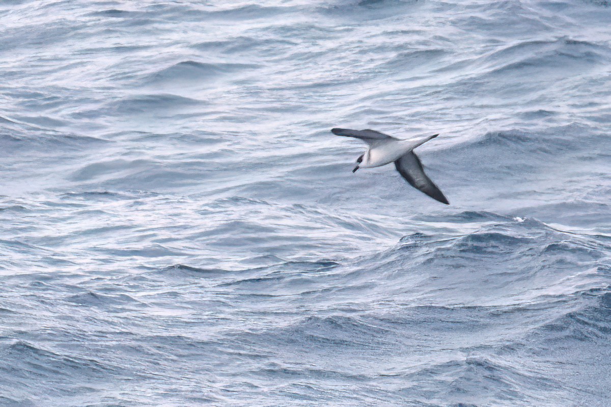 Petrel Antillano (rostro oscuro) - ML620089320