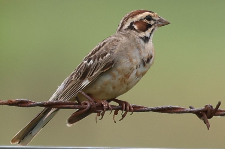 Lark Sparrow - ML620089350