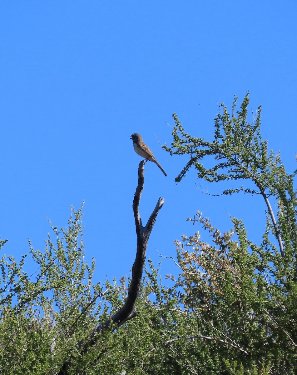 Bell's Sparrow (belli) - ML620089351