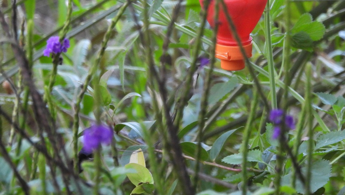 kolibřík podivuhodný - ML620089355