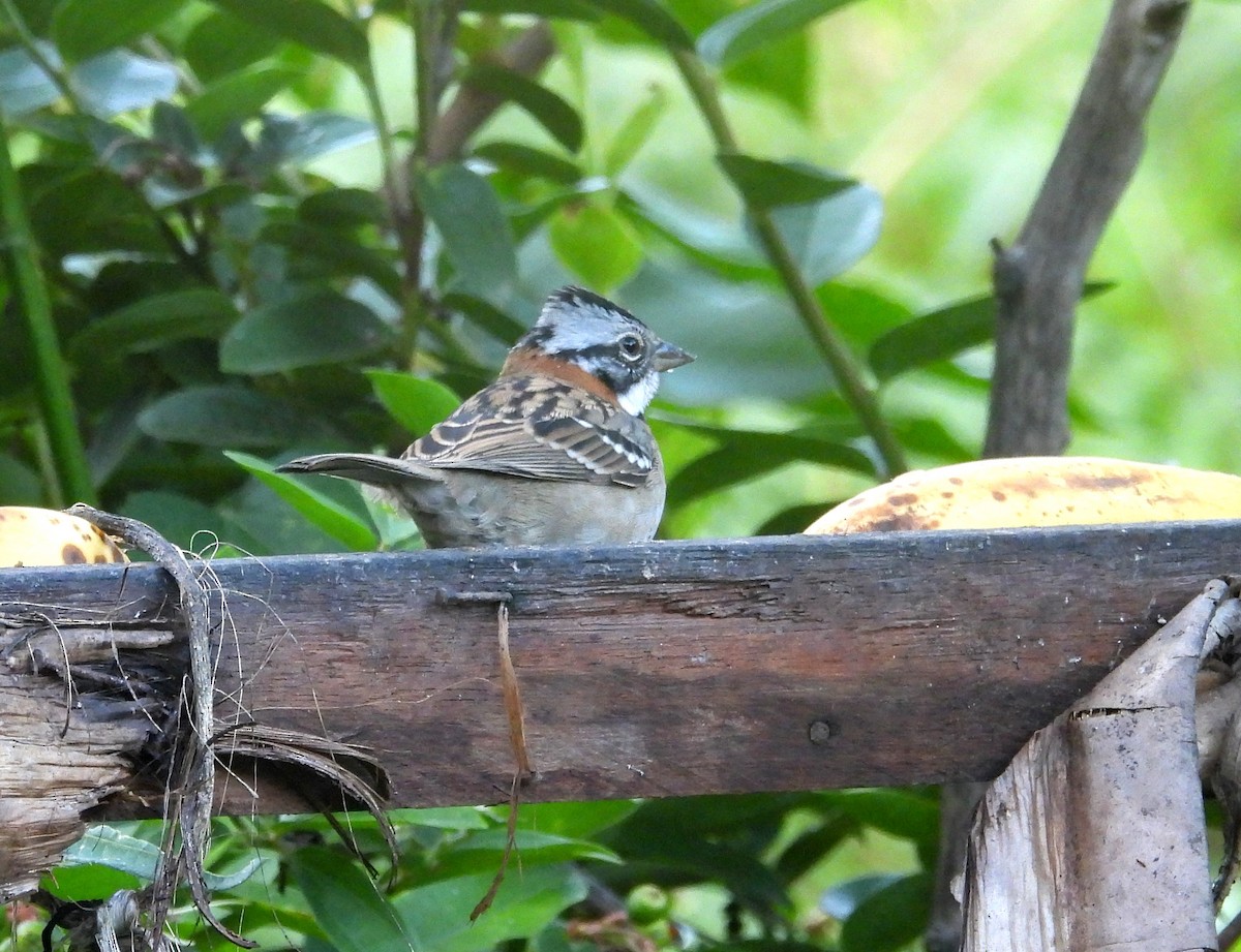 Rufous-collared Sparrow - ML620089359