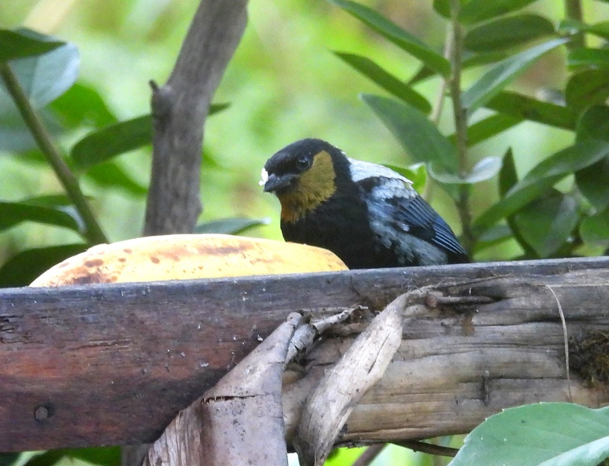Silvery Tanager - ML620089361