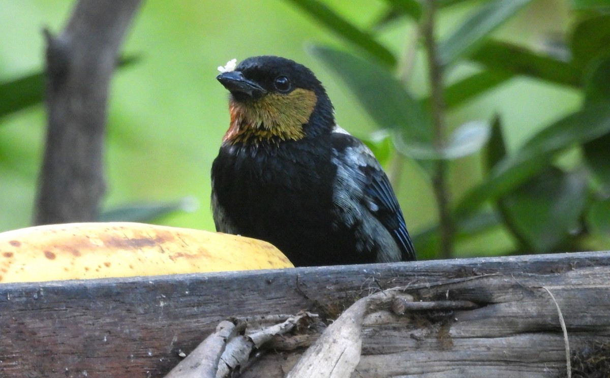 Silvery Tanager - ML620089363