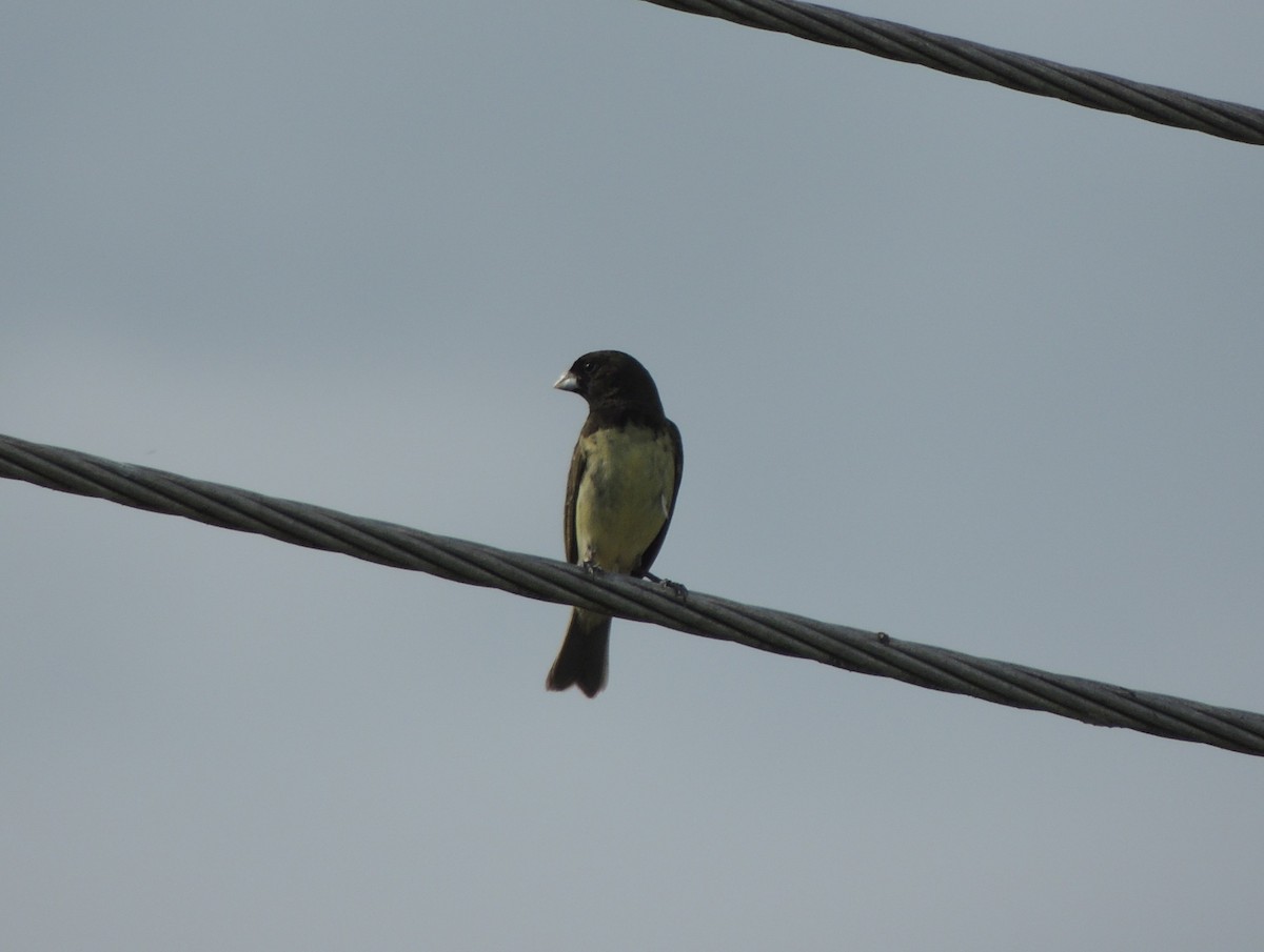Yellow-bellied Seedeater - ML620089385