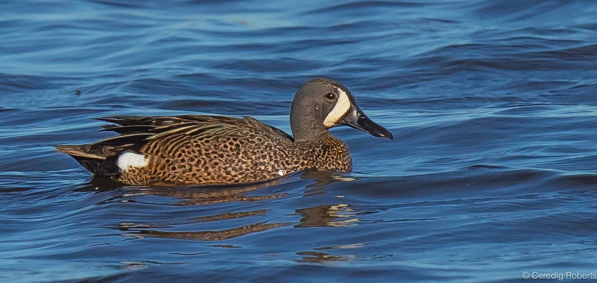 Blue-winged Teal - ML620089398