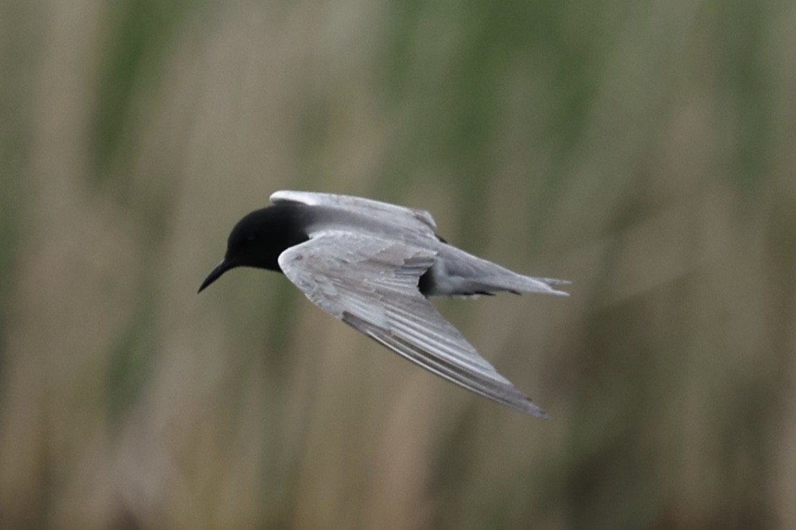 Black Tern - ML620089399