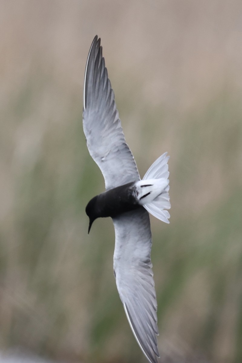 Black Tern - Ann Stockert