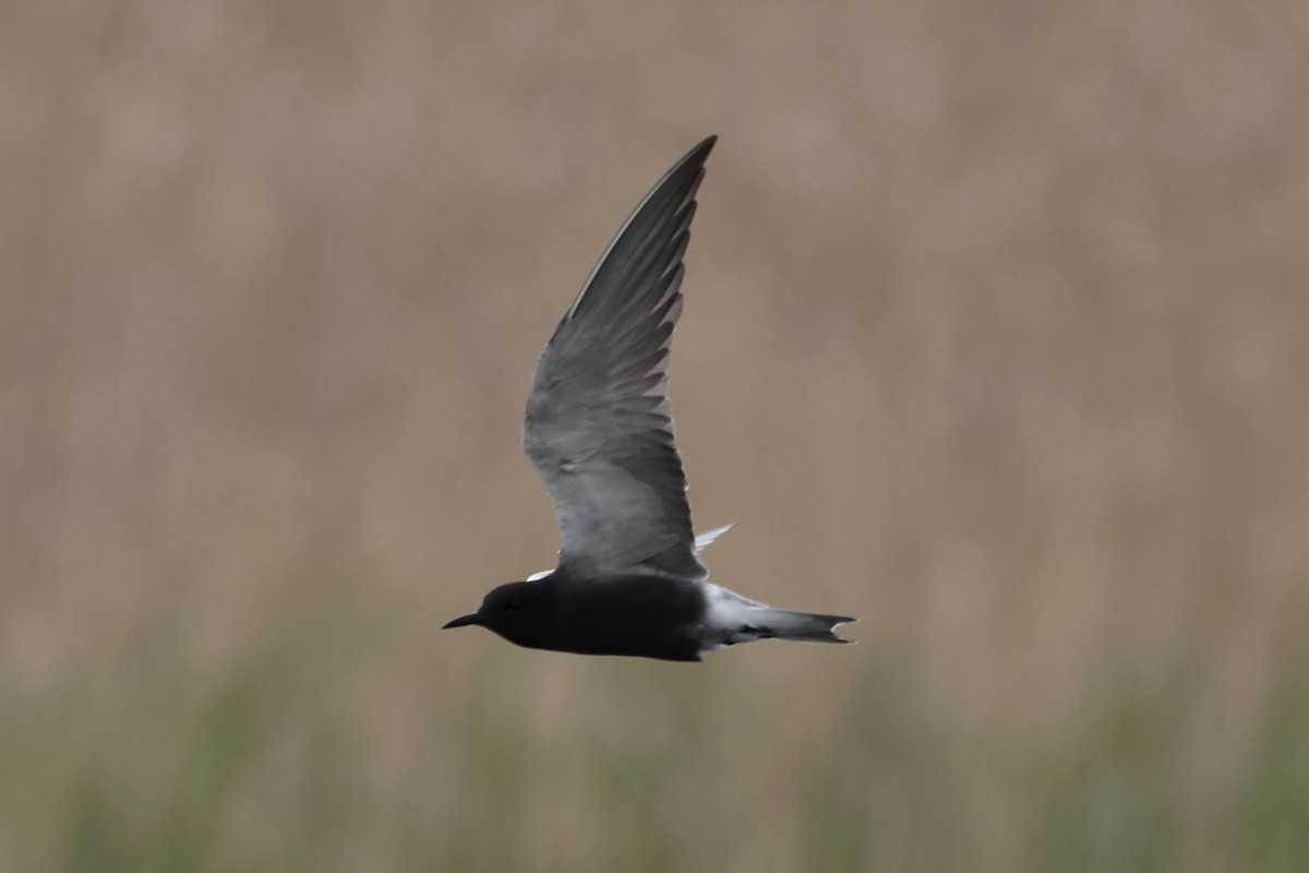 Black Tern - ML620089401