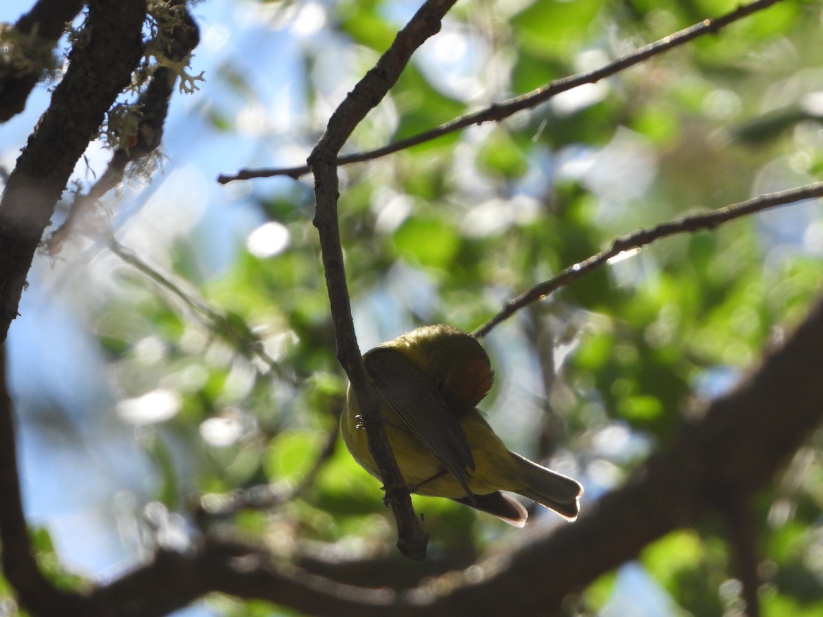 Orange-crowned Warbler - ML620089412