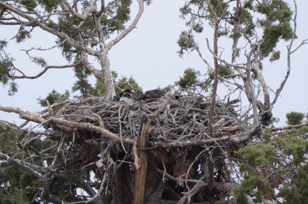 Ferruginous Hawk - ML620089422