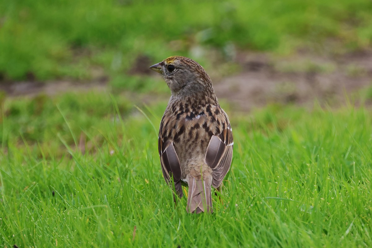 Golden-crowned Sparrow - ML620089434