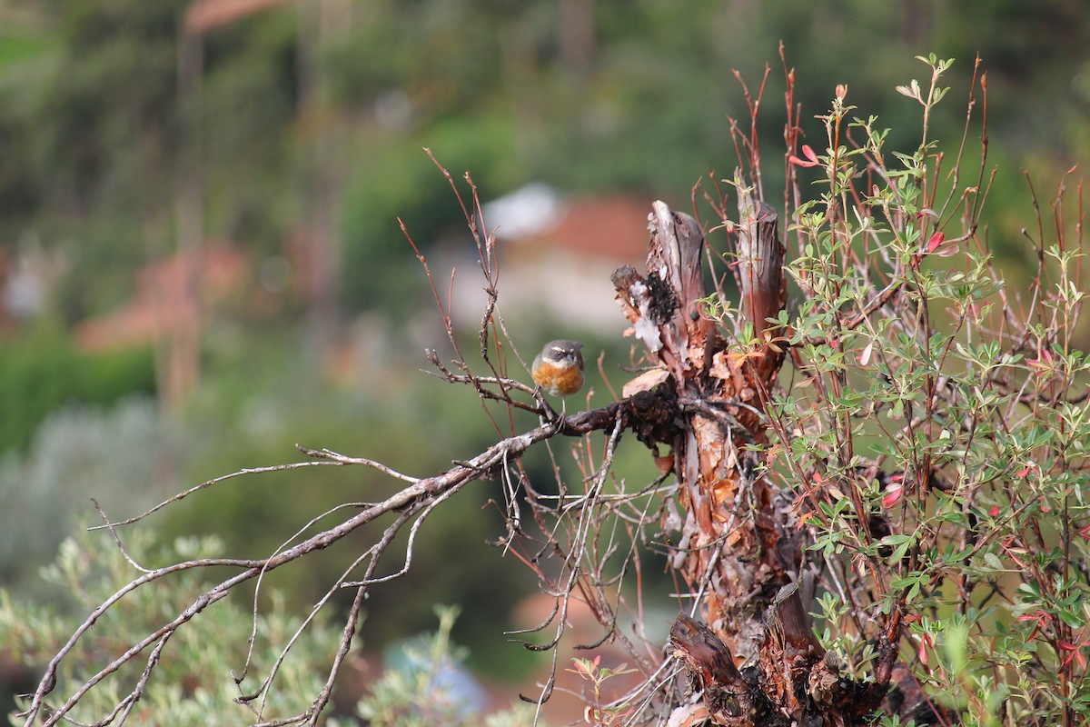 Chestnut-breasted Mountain Finch - ML620089443