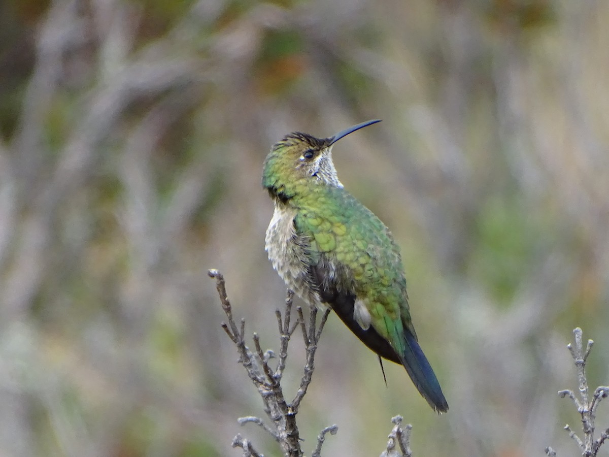 Green-headed Hillstar - ML620089451