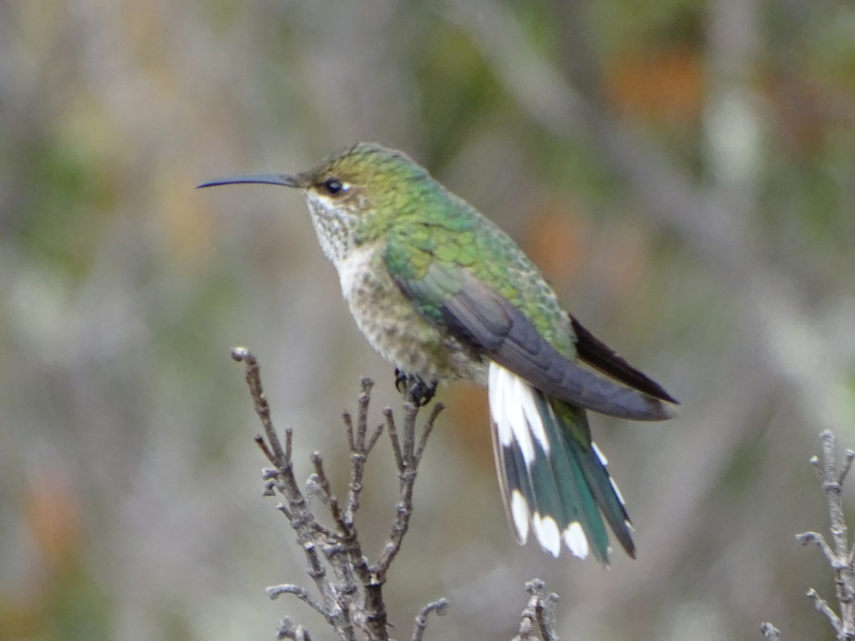 Colibrí de Cabeza Verde - ML620089453