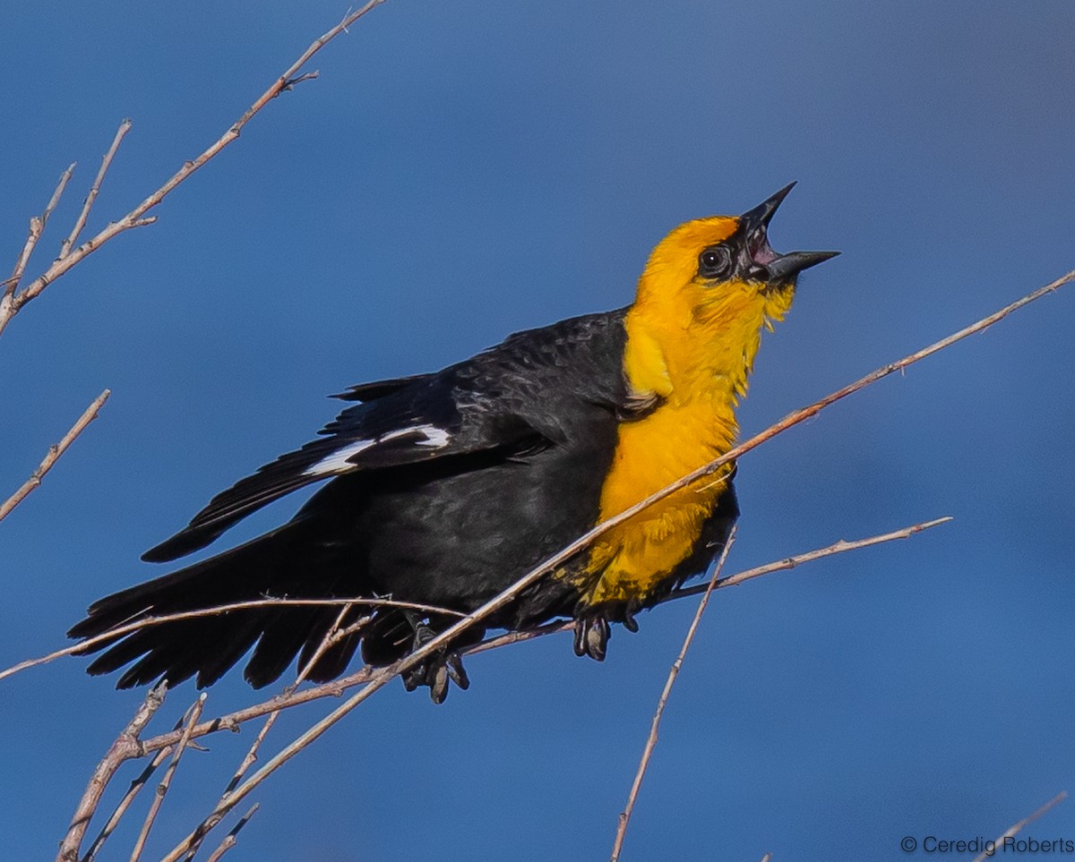Yellow-headed Blackbird - ML620089468
