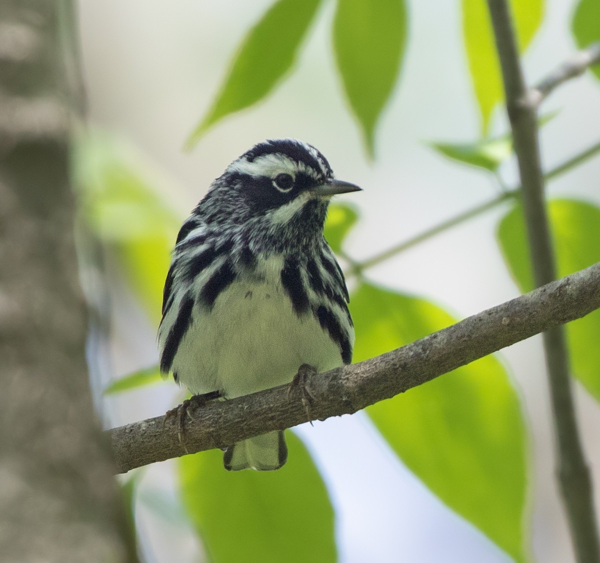 Black-and-white Warbler - ML620089469