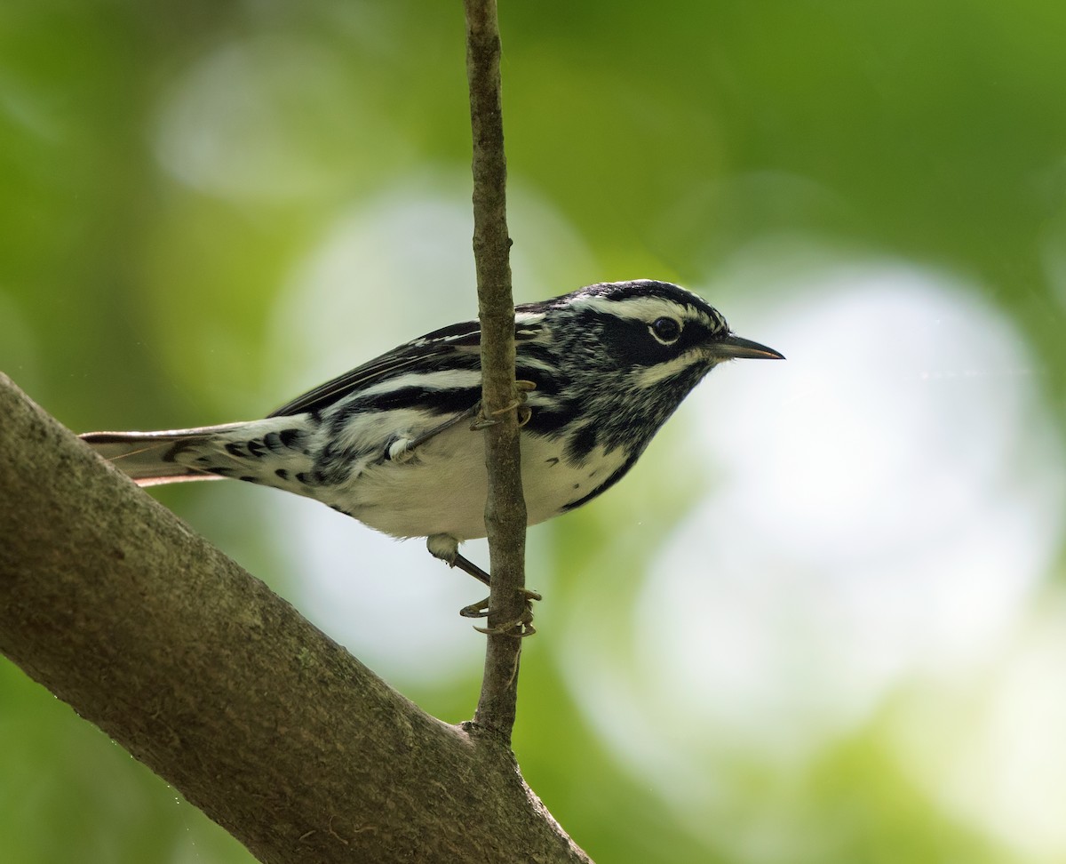 Black-and-white Warbler - ML620089475