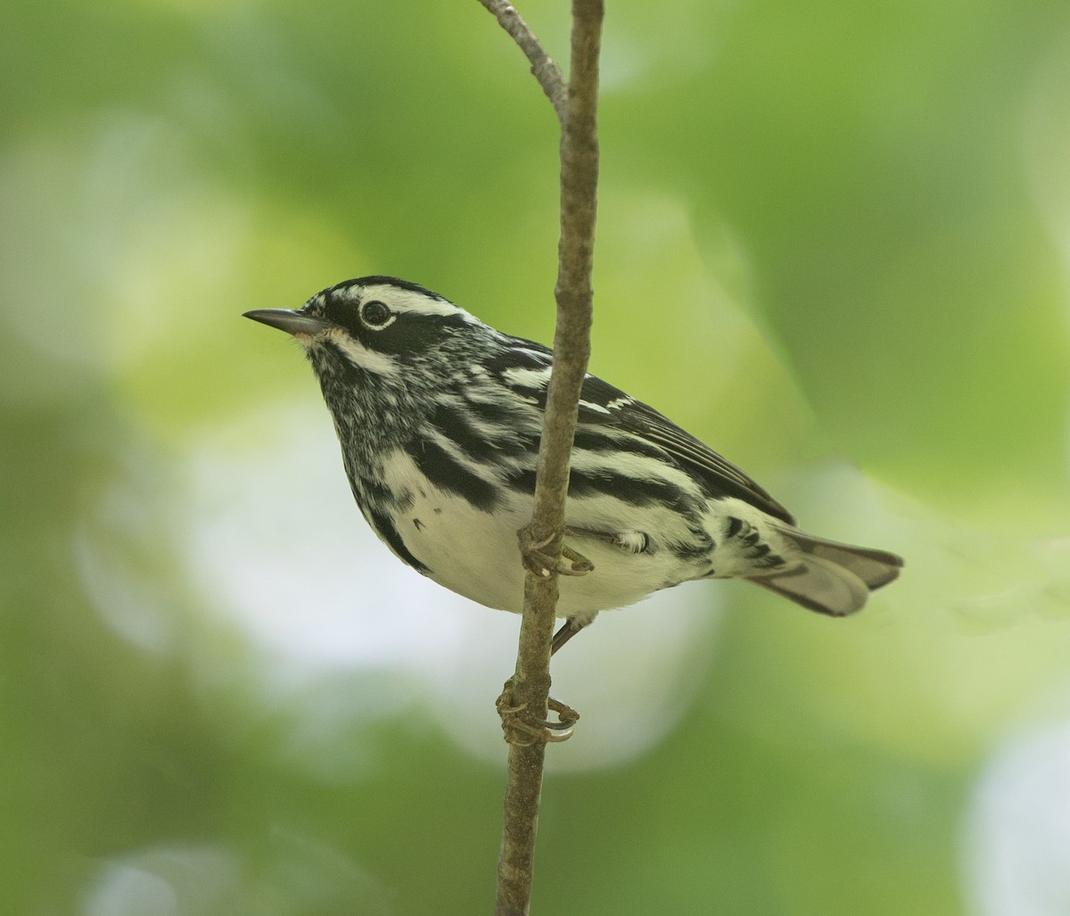 Black-and-white Warbler - ML620089478