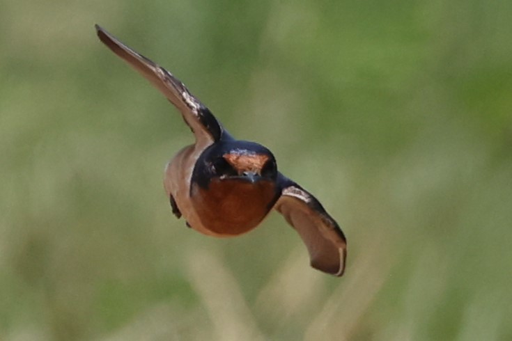 Barn Swallow - ML620089492